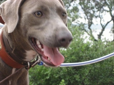 Close up - The front right side of an American Blue Lacy with its mouth open.